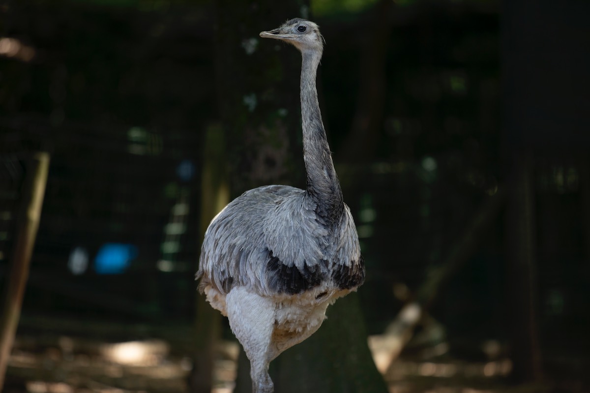 Nandus - Zoo de Lourosa